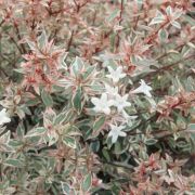 ABELIA CONFETTI kont 9 -