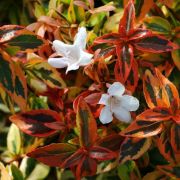 ABELIA GRANDIFLORA CALEIDOSCOPE kont 3 - Abélia veľkokvetá 'KALEIDOSCOPE'