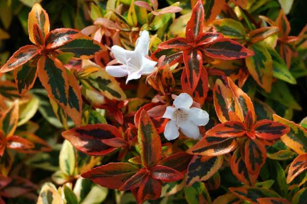 Abelia Grandiflora Caleidoscope Kont 3 - Abélia Veľkokvetá 'Kaleidoscope'