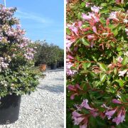 ABELIA GRANDIFLORA EDWARD GOUCHER - Abélia veľkokvetá 'Edward Goucher'