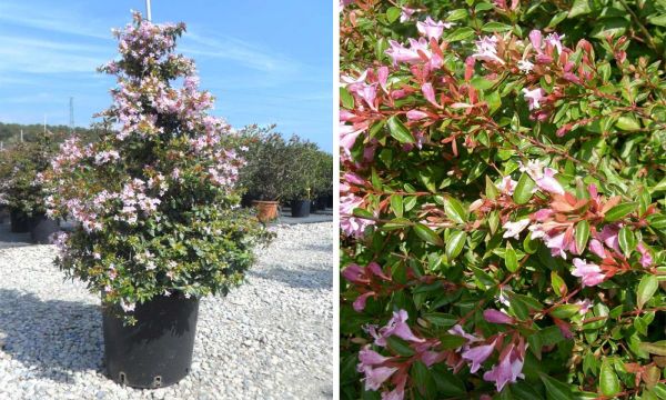 Abelia Grandiflora Edward Goucher - Abélia Veľkokvetá 'Edward Goucher'