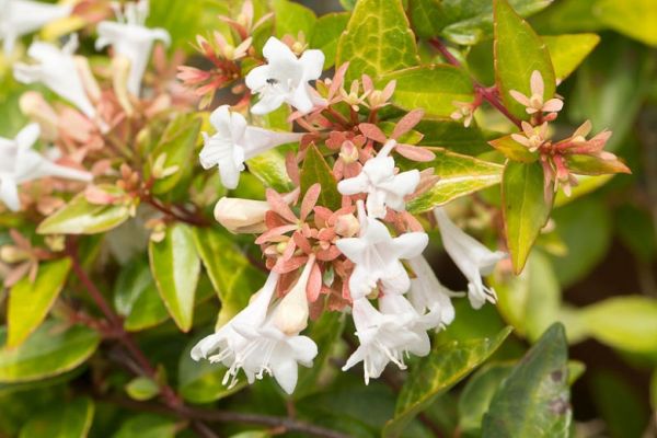 Abelia Grandiflora Kont 10 / 18 - Abélia Veľkokvetá