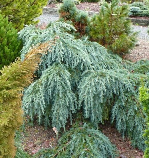 CEDRUS DEODARA FEELING BLUE