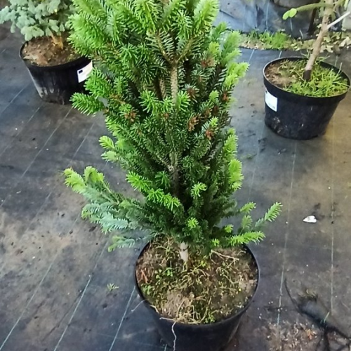 ABIES ALBA FASTIGIATA kont / 60-80