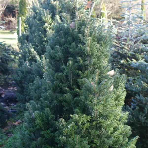 Abies Alba Pyramidalis - Jedľa Biela Pyramidalis