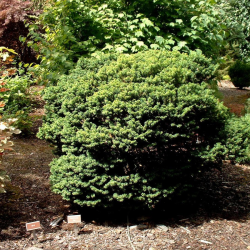 ABIES BALSAMEA NANA kont 2