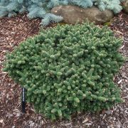 ABIES BALSAMEA PICOLO kont / 30-40 - Jedľa BALZAMOVÁ PICOLO