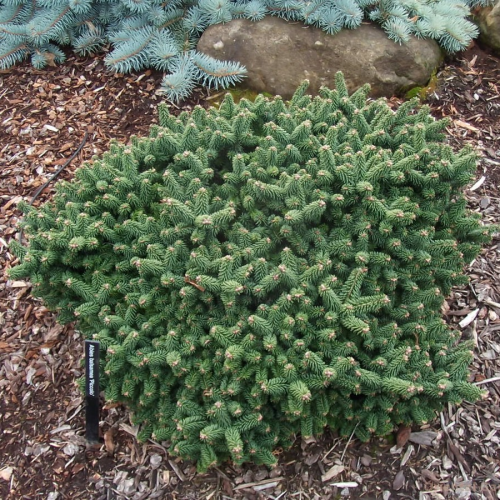 ABIES BALSAMEA PICOLO kont / 30-40