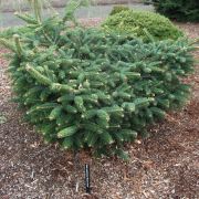 ABIES CEPHALONICA MAYER´S DWARF - Jedľa GRÉCKA MAYER´S DWARF