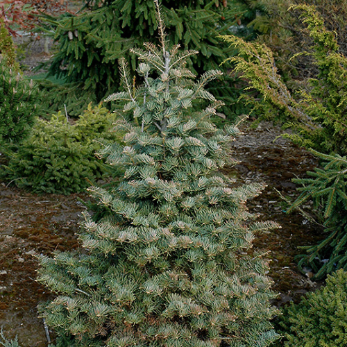 ABIES CONCOLOR ARCHER´S DWARF