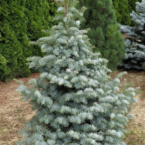ABIES CONCOLOR HEXE kont / 40-60