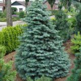 ABIES CONCOLOR VIOLACEA - Jedľa SRIENISTÁ VIOLACEA
