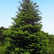 Abies Delavayi Green Giant