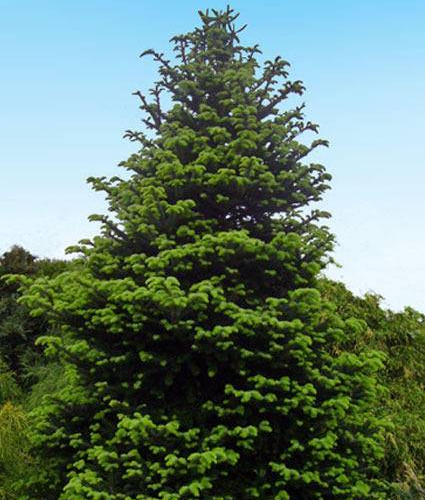 ABIES DELAVAYI GREEN GIANT