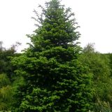 ABIES DELAVAYI GREEN GIANT - Jedľa DELAVAYI GREEN GIANT