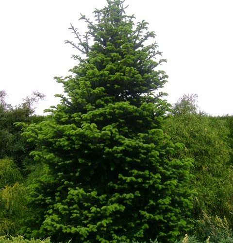 ABIES DELAVAYI GREEN GIANT