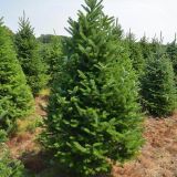 ABIES FRASERI - Jedľa FRASERI