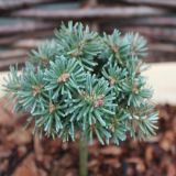 ABIES KOREANA BLAUER ESKIMO kont / 20-30 - Jedľa kórejská BLAUER ESKIMO