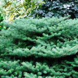 ABIES KOREANA BLAUER PFIFF kont / 125-150 / EXTRA - Jedľa kórejská BLAUER PFIFF