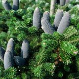 ABIES KOREANA BLUE EMPEROR kont / 100-125 - Jedľa kórejská BLUE EPEROR