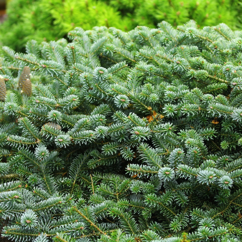 ABIES KOREANA BONSAI BLUE kont / 60-80