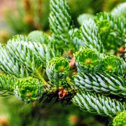 Abies Koreana Horstmann Silberlocke Kont / 80-100