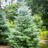 ABIES KOREANA HORSTMANN SILBERLOCKE kont / 80-100 - Jedľa kórejská HORSTMANN SILBERBLOCKE