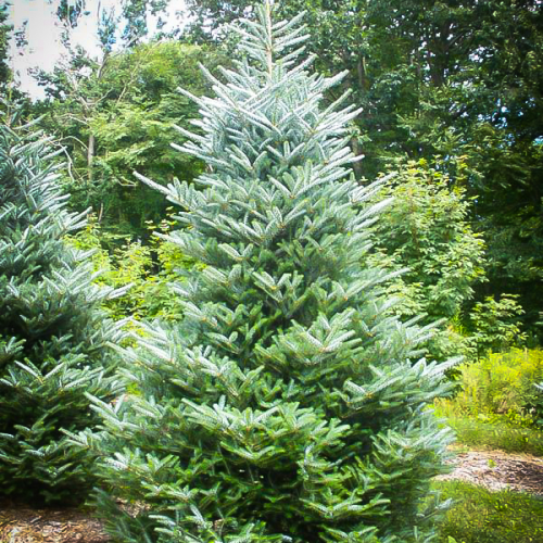 ABIES KOREANA HORSTMANN SILBERLOCKE kont / 80-100