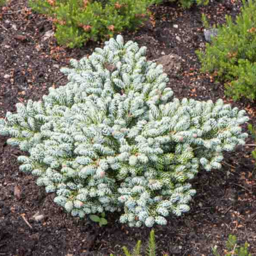 ABIES KOREANA KOHOUT´S ICEBREAKER kont / 25-30