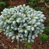 ABIES KOREANA KOHOUT´S ICEBREAKER kont / 25-30 - Jedľa kórejská KOHOUT´S ICEBREAKER