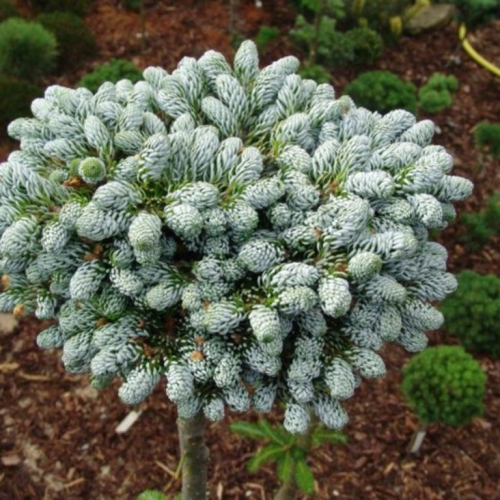 ABIES KOREANA KOHOUT´S ICEBREAKER kont / 25-30