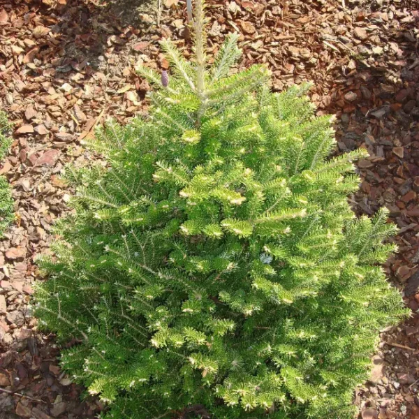 Abies Koreana Molli - Jedľa Kórejská Molli