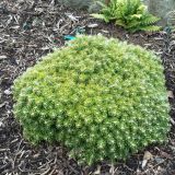 ABIES KOREANA SILBER KUGEL kont / 20-30 - Jedľa kórejská SILBER KUGEL