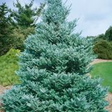 ABIES KOREANA SILBERLADE kont / 60-80 - Jedľa kórejská SILBERLADE