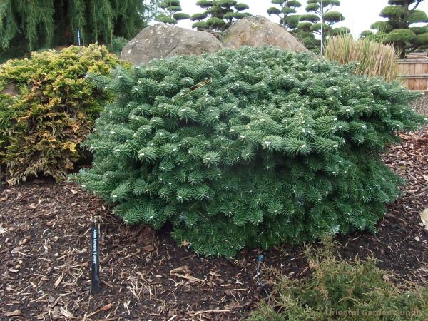 Abies Koreana Tundra - Jedľa Kórejská Tundra