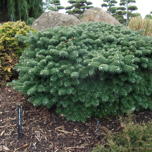 ABIES KOREANA TUNDRA