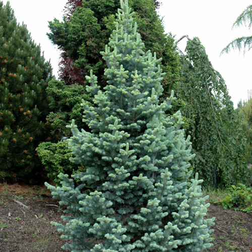 ABIES LASIOCARPA  COMPACTA