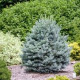 ABIES LASIOCARPA GLAUCA kont / 100-125 - Jedľa PLSTNATOPLODÁ GLAUCA