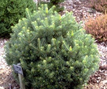 ABIES LASIOCARPA GREEN GLOBE kont / 40-60