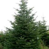 ABIES NORDMANNIANA - Jedľa NORDMANSKÁ