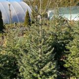 ABIES NUMIDICA - Jedľa NUMIDICA
