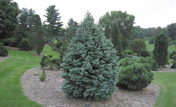 Abies Pinsapo Glauca - Jedľa Španielská