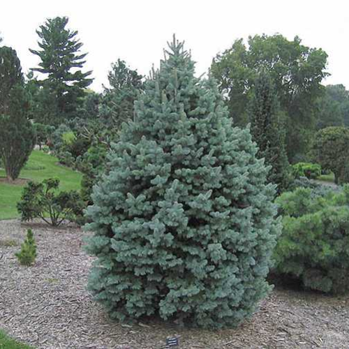 ABIES PINSAPO GLAUCA