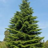 ABIES PINSAPO kont 230 / 250-300 - Jedľa ŠPANIELSKÁ