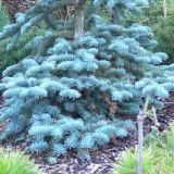 ABIES PROCERA ARGENTEA kont / 60-80 - Jedľa UŠĽACHTILÁ ARGENTEA