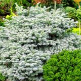 ABIES PROCERA BLAUE HEXE kont / 20-30 - Jedľa UŠĽACHTILÁ BLAUE HEXE