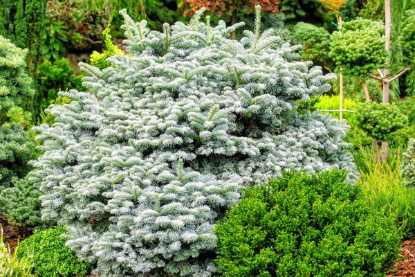 Abies Procera Blaue Hexe Kont / 20-30 - Jedľa Ušľachtilá Blaue Hexe