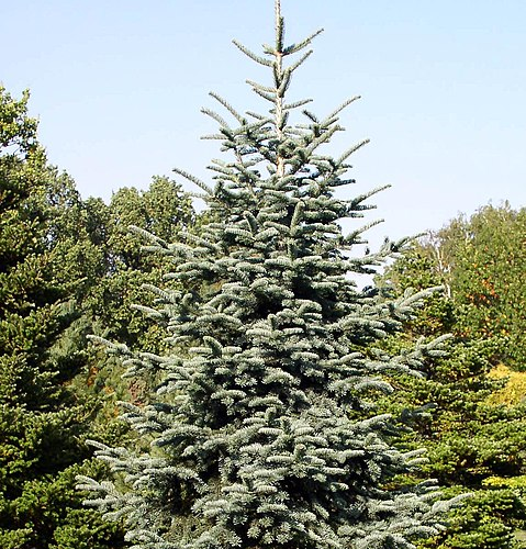 ABIES PROCERA GLAUCA