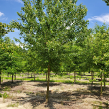 ACER BURGERIANUM kont 70 / 14-16 / štandard - Javor BURGERIANUM