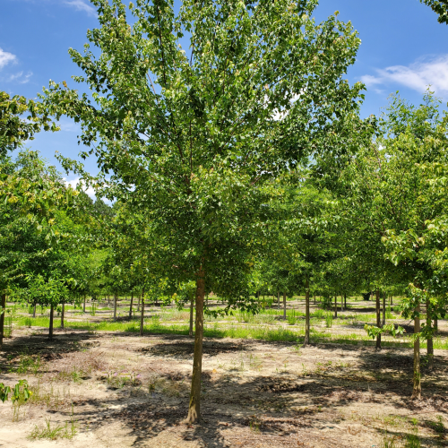 ACER BURGERIANUM kont 70 / 14-16 / štandard